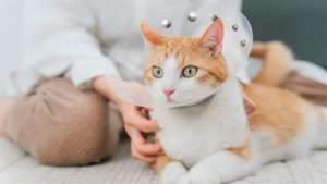 عقیم سازی گربه | بررسی مزایا و معایب