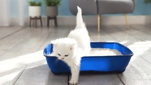 گرفتن دستشویی بچه گربه +آموزش استفاده از خاک
