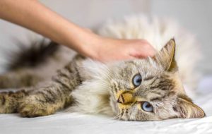 بیماری مزمن کلیوی گربه چیست؟